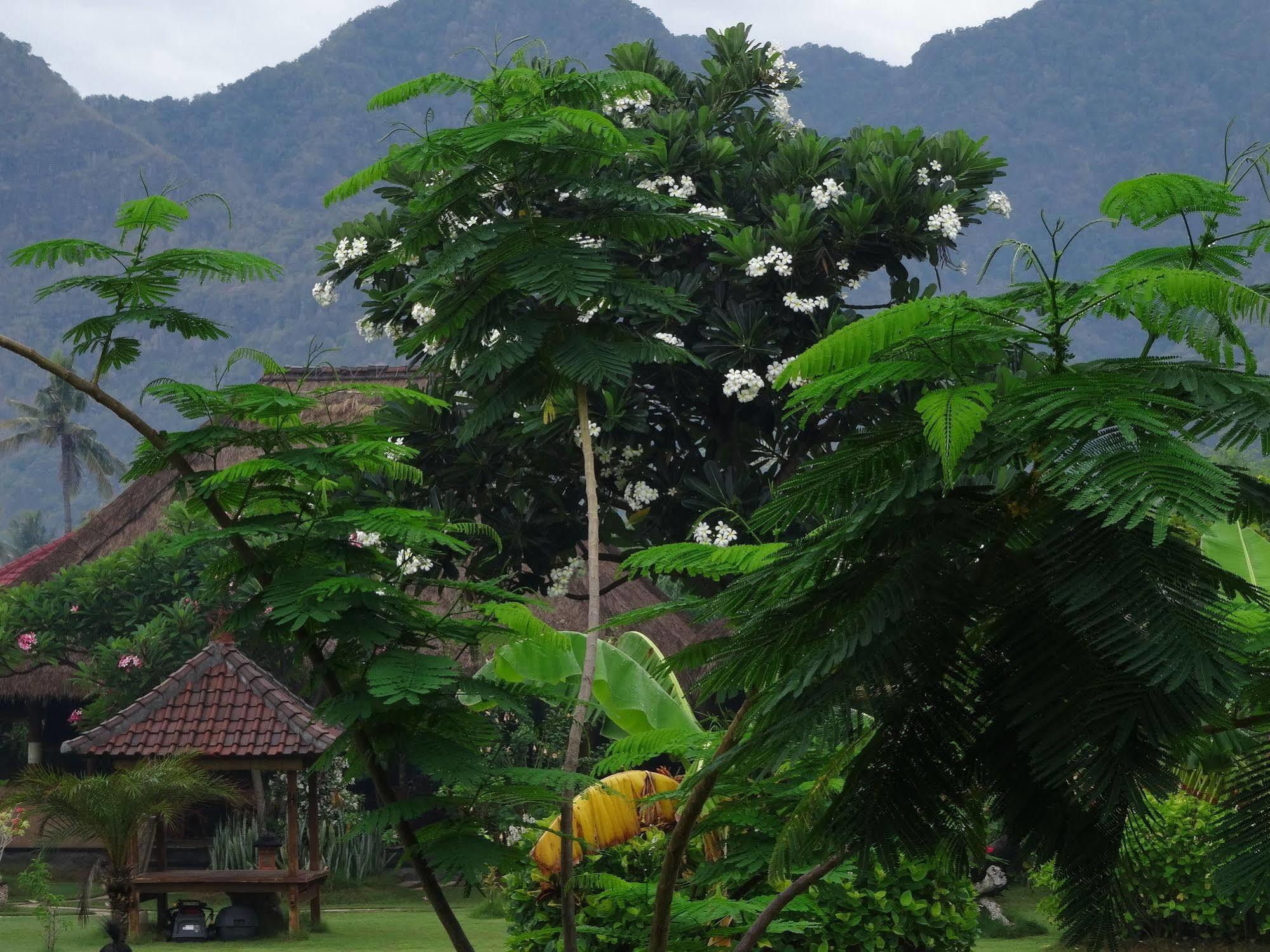 Sunia Loka Bungalows & Dive Center Pemuteran Extérieur photo